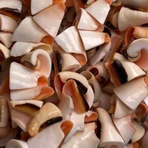 Shell Beads and Pendants