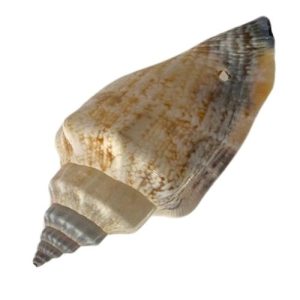 Shell pendant -Natural- Qty: 1 shell - SH0800