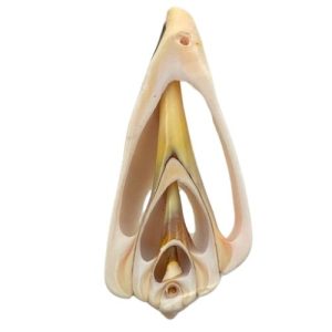Shell pendant slice - Qty: 1 shell - SH0802
